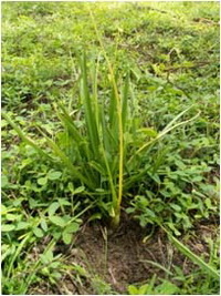 - Typhonium sp1<br/>ARACEAE